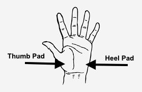Hand placement on chest - heel of hand